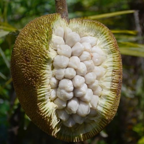 White Marang Seeds Heirloom Non-GMO High Germination Organic Garden Seeds for Planting