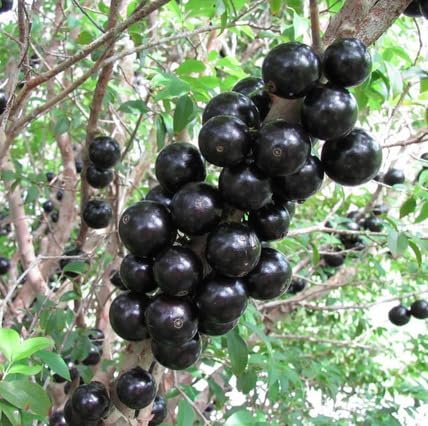 Black Jaboticaba Seeds – Heirloom, Non-GMO, High Germination Organic Garden Seeds