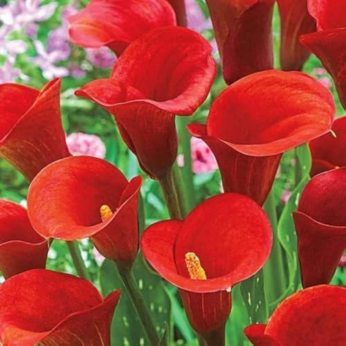 Red Calla Lily Flower Seeds Heirloom Non-GMO High Germination Organic Garden Seeds for Planting