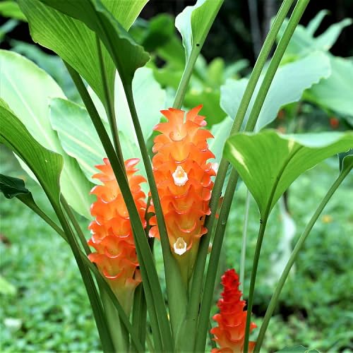 Orange Curcuma Flower Seeds – Heirloom Non-GMO High Germination Seeds