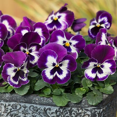 Semillas de Pensamiento Púrpura y Blanco Herencia Sin OGM Alta Germinación Semillas de Jardín Orgánicas para Plantar