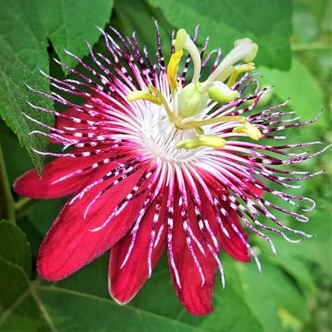 Passion Flower Seeds – Heirloom, Non-GMO, High Germination Organic Garden Seeds for Planting