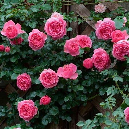 Pink Rose Flower Seeds for Planting – Heirloom Non-GMO High Germination Organic Garden Seeds