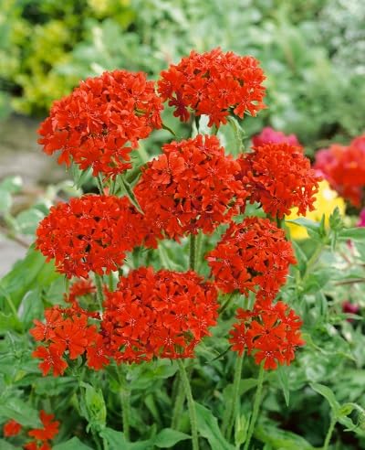 Red Chalcedonica Flowers Seeds – Heirloom, Non-GMO, High Germination Organic Garden Seeds for Planting | Seeds for Planting