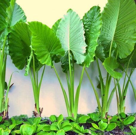 green alocasia flower seeds