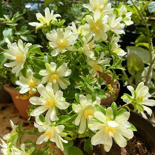 Pereskia Aculeata Flower Seeds White – Heirloom Non-GMO High Germination Organic Garden Seeds