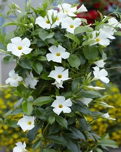 White Mandevilla Flower Seeds Heirloom Non-GMO High Germination Organic Garden Seeds for Planting