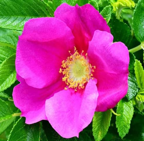 Pink Rugosa Rubra Flower Seeds for Planting – Heirloom, Non-GMO, High Germination Organic Garden Seeds