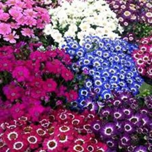 Mixed Cineraria Flower Seeds – Heirloom, Non-GMO, High Germination Organic Garden Seeds for Planting