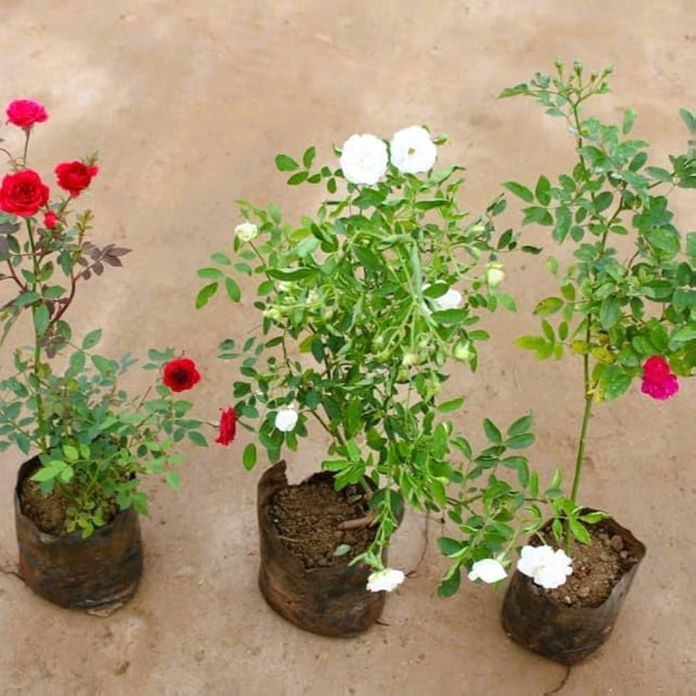 miniature rose flower seeds