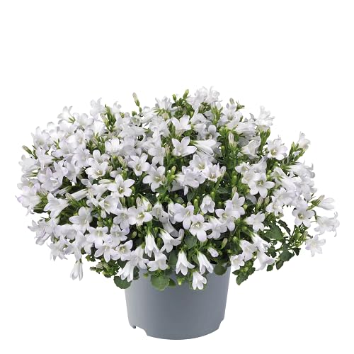 white campanula flower seeds