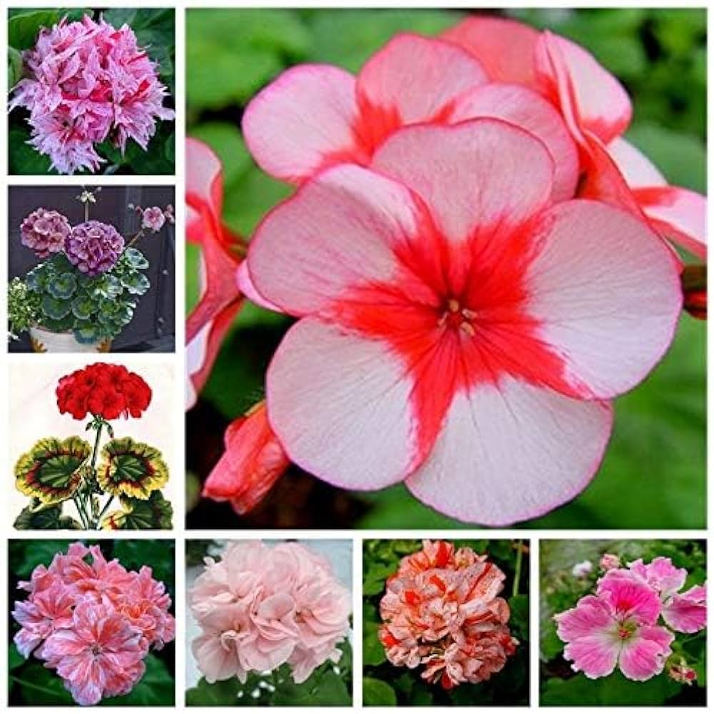 blue rosebud flower seeds