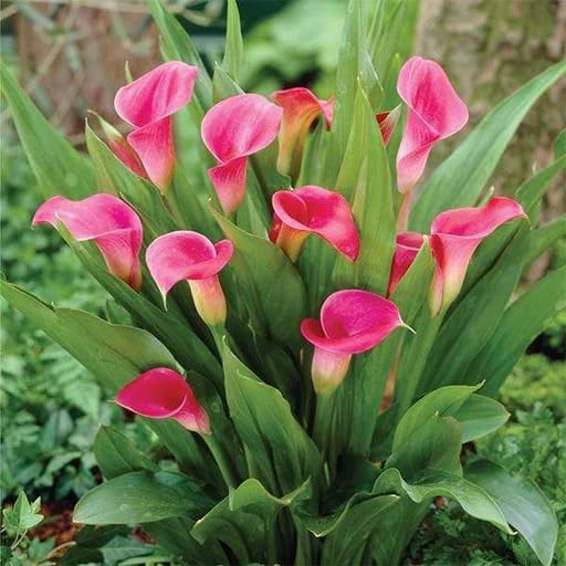 Pink Zantedeschia Calla Lily Flower Seeds – Heirloom, Non-GMO, High Germination Organic Garden Seeds for Planting Seeds for Planting