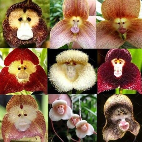 Mixed Dracula Simia Flower Seeds – Heirloom, Non-GMO, High Germination Organic Garden Seeds for Planting