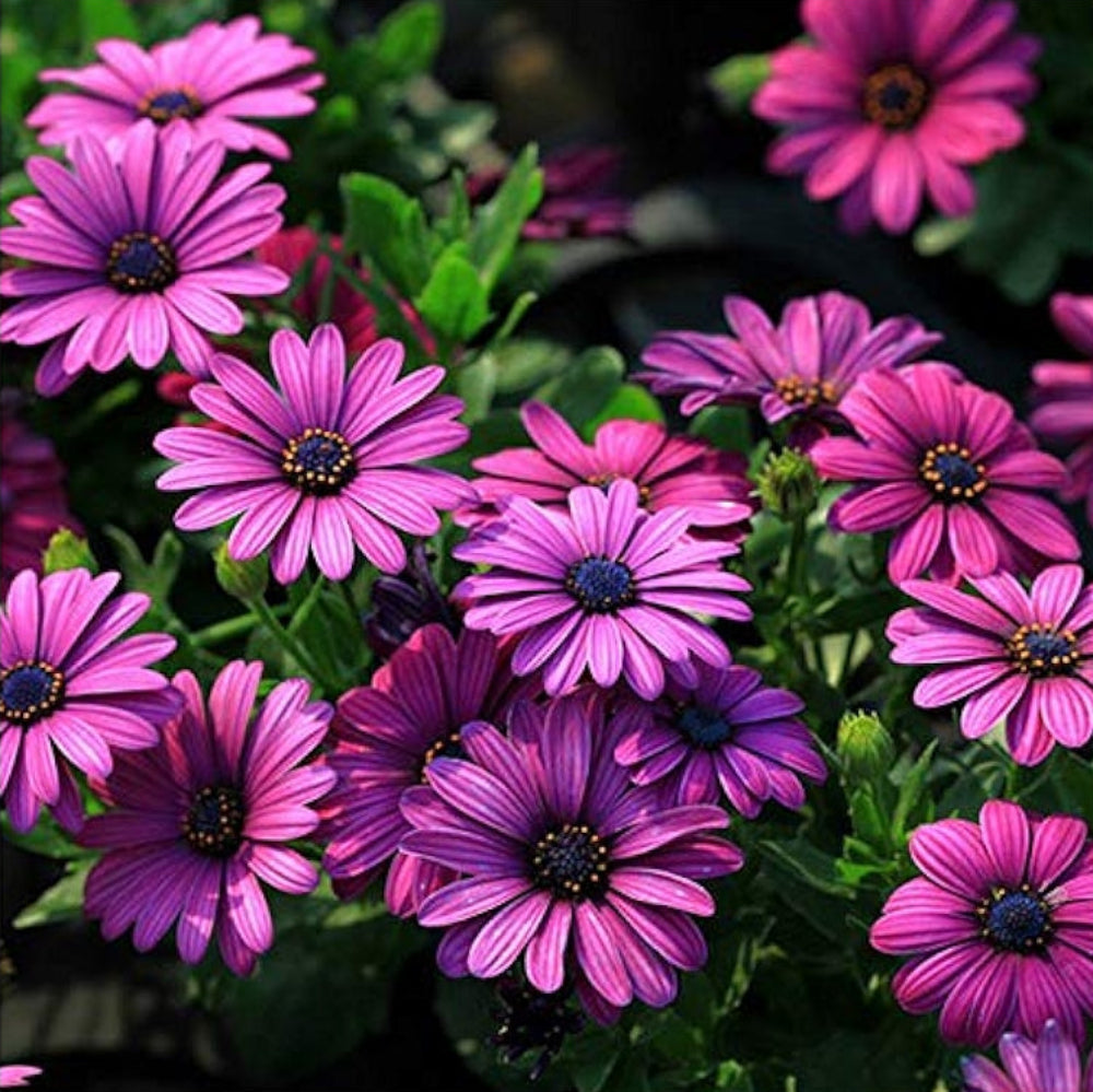 blue exotic flower seeds
