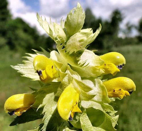 Rhinanthus Flower Seeds Yellow – Heirloom, Non-GMO, High Germination Organic Seeds