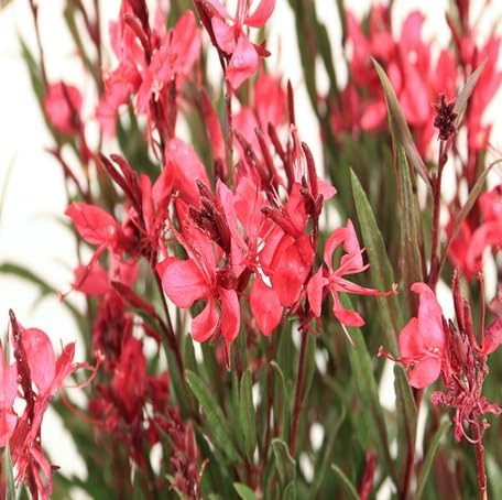red gaura flower seeds