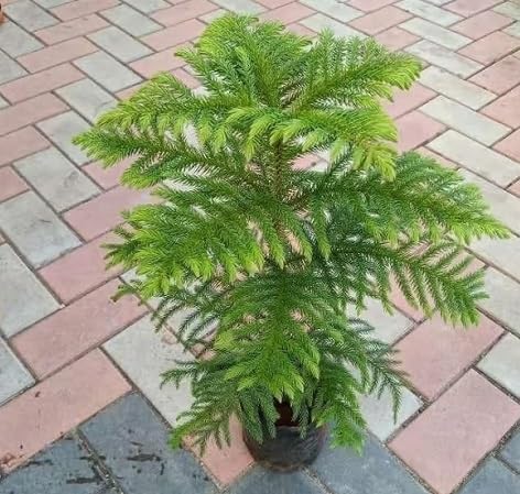 green araucaria flower seeds