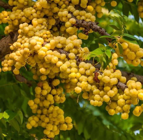 Yellow Gooseberry Seeds Heirloom Non-GMO High Germination Organic Garden Seeds for Planting