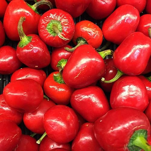 Red Pimento Pepper Seeds – Heirloom, Non-GMO, High Germination Organic Garden Seeds Planting
