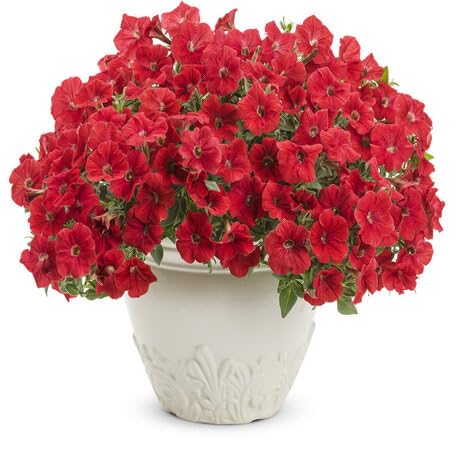 Rote Petunien-Blumensamen, alte Sorte, gentechnikfrei, hohe Keimfähigkeit, Bio-Gartensamen