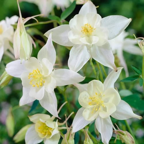 white aquilegia flower seeds