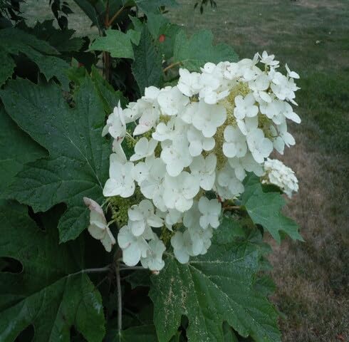 White Hydrangea Quercifolia Flower Seeds for Planting Heirloom Non-GMO High Germination Organic Garden Seeds