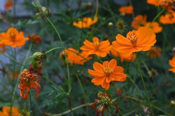 orange cosmos flower seeds