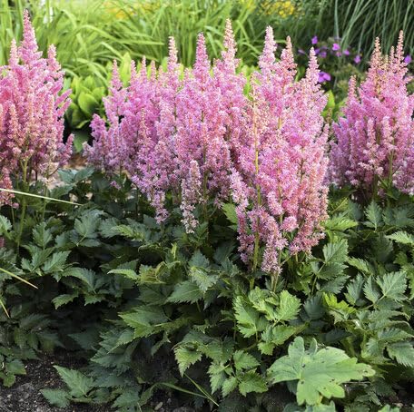 Pink Astilbe Flower Seeds – Heirloom, Non-GMO, High Germination Organic Garden Seeds for Planting