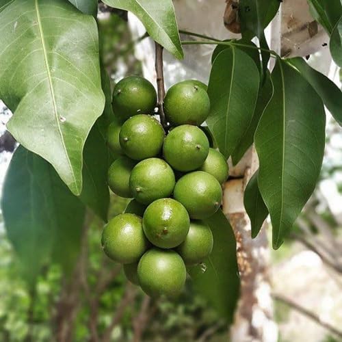 Green Mamoncillo Seeds – Heirloom, Non-GMO, High Germination Organic Garden Seeds