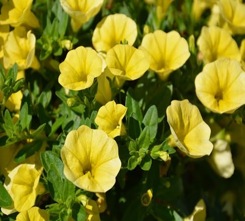 Yellow Calibrchoa Flower Seeds – Heirloom, Non-GMO, High Germination Organic Garden Seeds for Planting