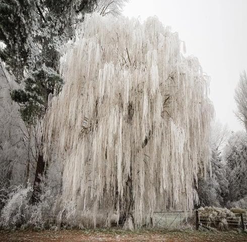 white willow flower seeds