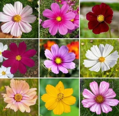 Mixed Cosmos Flower Seeds – Heirloom, Non-GMO, High Germination Organic Garden Seeds for Planting