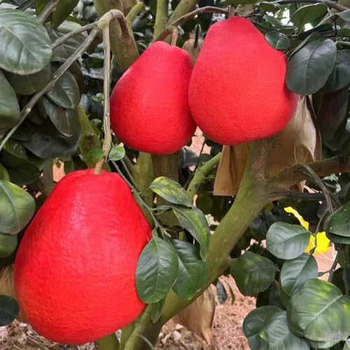 Red Pomelo Seeds – Heirloom, Non-GMO, High Germination Organic Garden Seeds