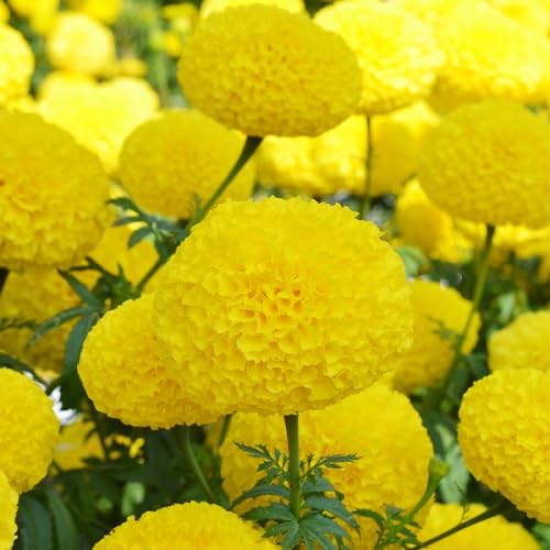 Yellow Marigold Flower Seeds – Heirloom, Non-GMO, High Germination Organic Seeds