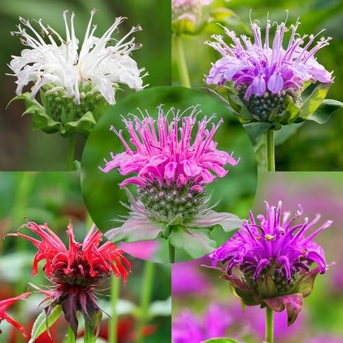 mixed monarda flower seeds