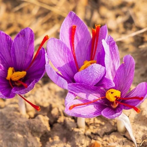 Semillas de flor de azafrán púrpura – Cimarrón, sin OGM, semillas orgánicas de jardín de alta germinación para sembrar
