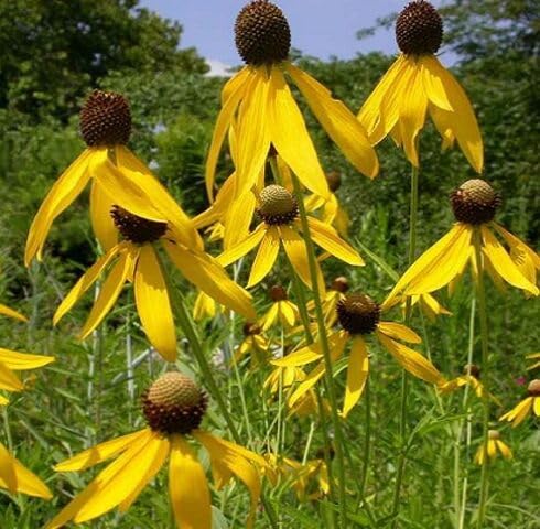 Yellow Ratibida Pinnata Flower Seeds – Heirloom Non-GMO High Germination Organic Garden Seeds