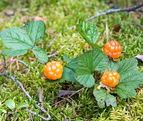 Orange Cloudberry Seeds – Heirloom, Non-GMO, High Germination Organic Garden Seeds