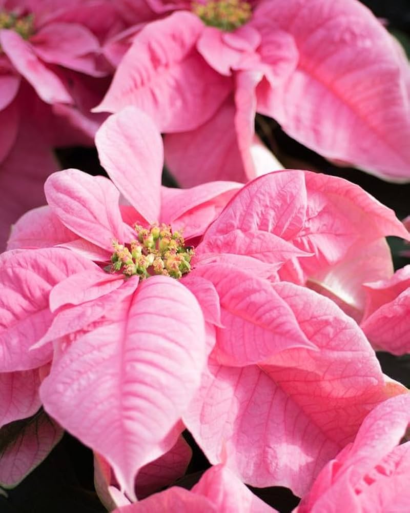 Pink Poinsettia Flower Seeds for Planting – Heirloom Non-GMO Organic Garden Seeds