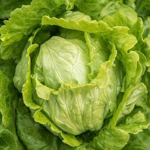 Grüne Salatsamen – Alte Sorte, gentechnikfrei, keimstark, Bio-Gartensamen für die Aussaat