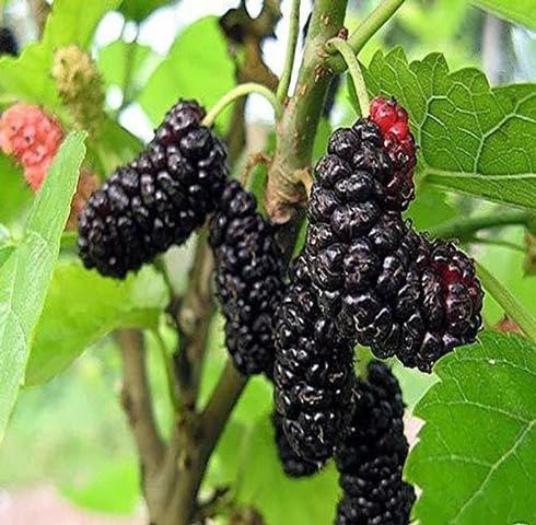 Black Mulberry Seeds for Planting – Heirloom Non-GMO High Germination Organic Garden Seeds