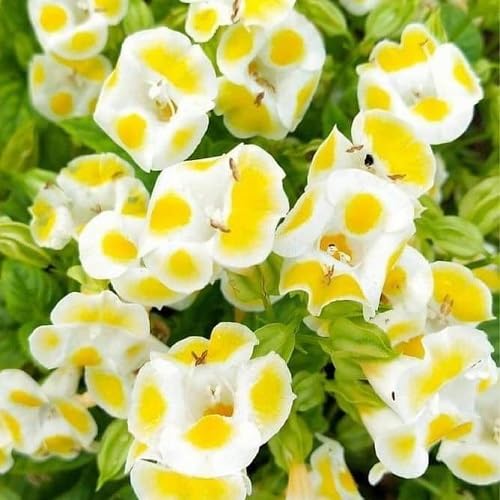 Yellow Torenia Flower Seeds Heirloom Non-GMO High Germination Organic Garden Seeds