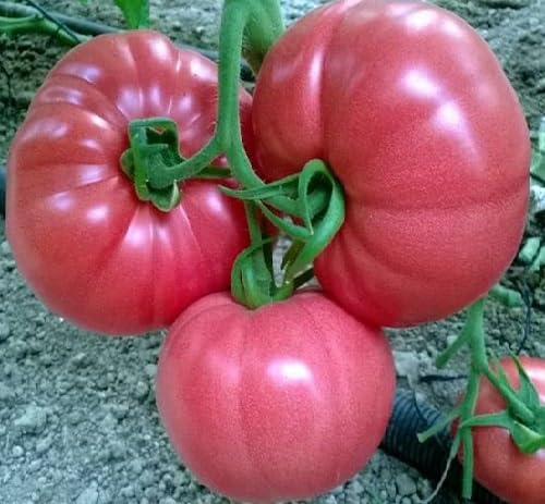Pink Tomato Seeds – Heirloom, Non-GMO, High Germination Organic Garden Seeds Planting