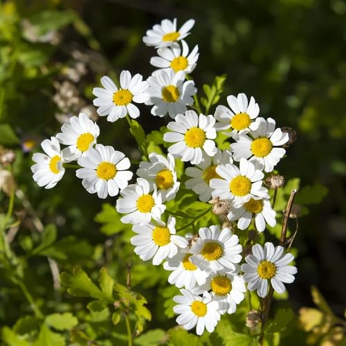 Pyrethrum Flower Seeds Heirloom Non-GMO High Germination Organic Garden Seeds for Planting