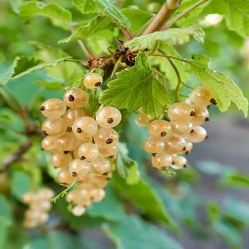 White Currant Seeds White – Heirloom, Non-GMO, High Germination Organic Garden Seeds for Planting