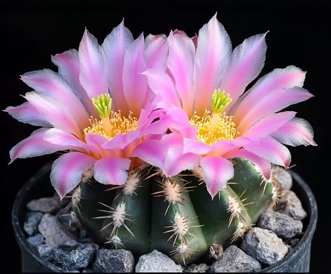 Semillas de flor de Ariocarpus rosado – Semillas de jardín orgánicas, de reliquia, sin OMG, de alta germinación para sembrar
