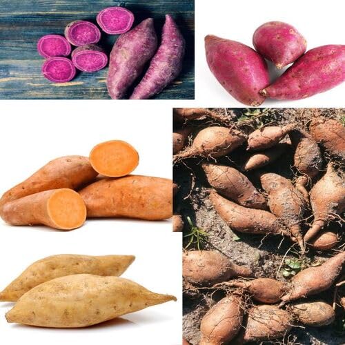 Mixed Sweet Potato Seeds – Heirloom, Non-GMO, High Germination Organic Garden Seeds Planting