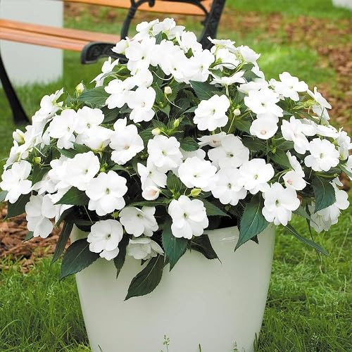 White Lunaria Flower Seeds Heirloom Non-GMO High Germination Organic Garden Seeds for Planting