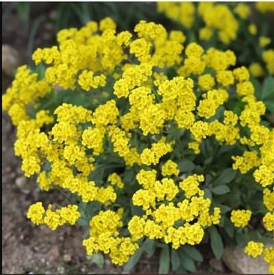 Yellow Alyssum Montanum Flower Seeds for Planting – Heirloom, Non-GMO, High Germination Organic Garden Seeds